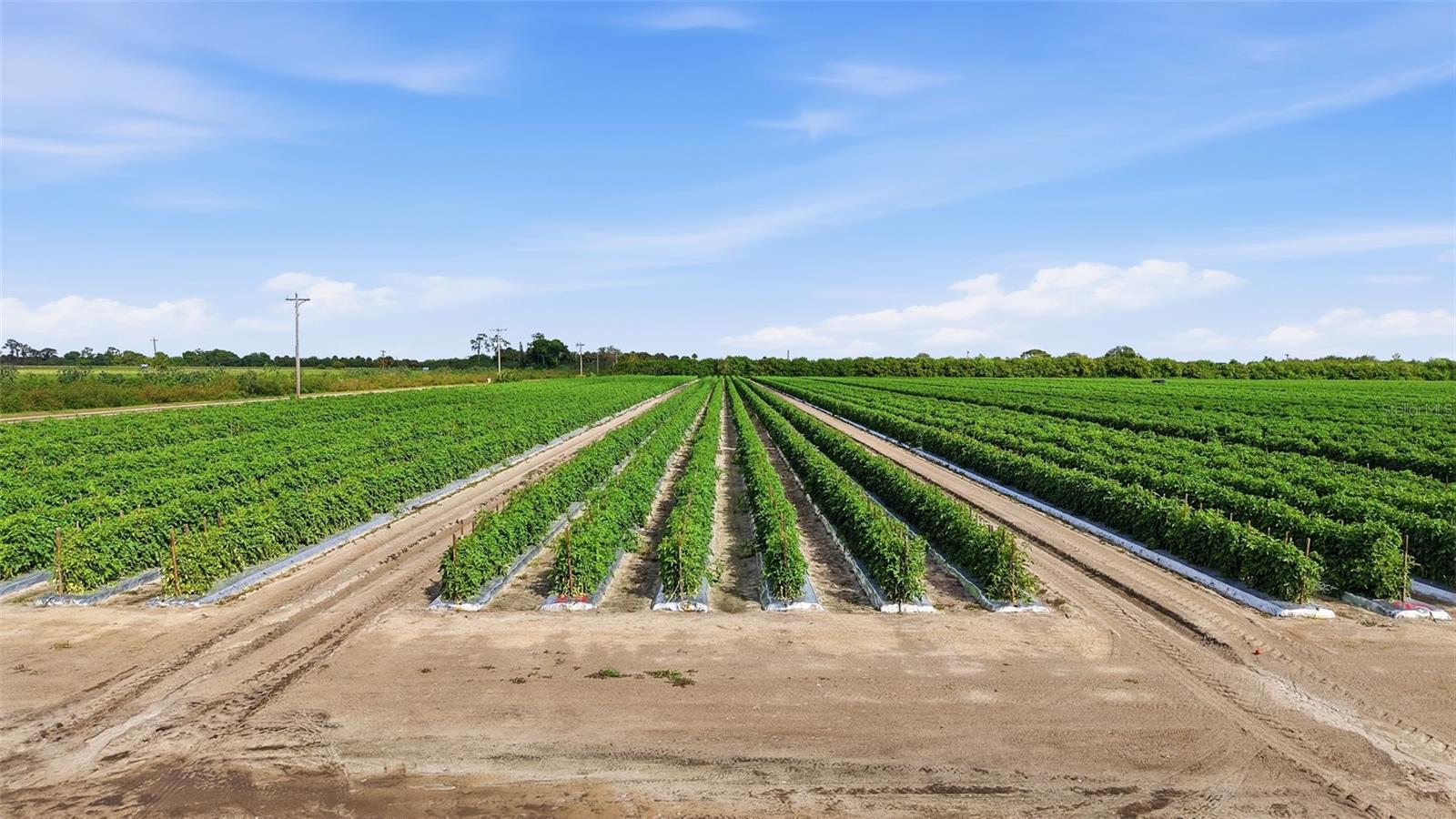 6150 PRINGLE LN, IMMOKALEE, FL, 34142