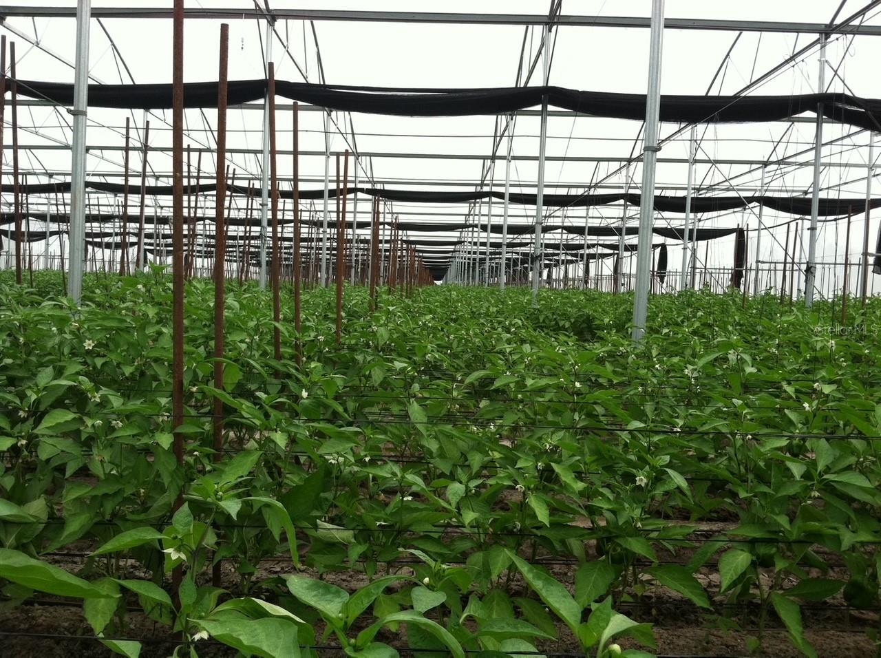 6150 PRINGLE LN, IMMOKALEE, FL, 34142