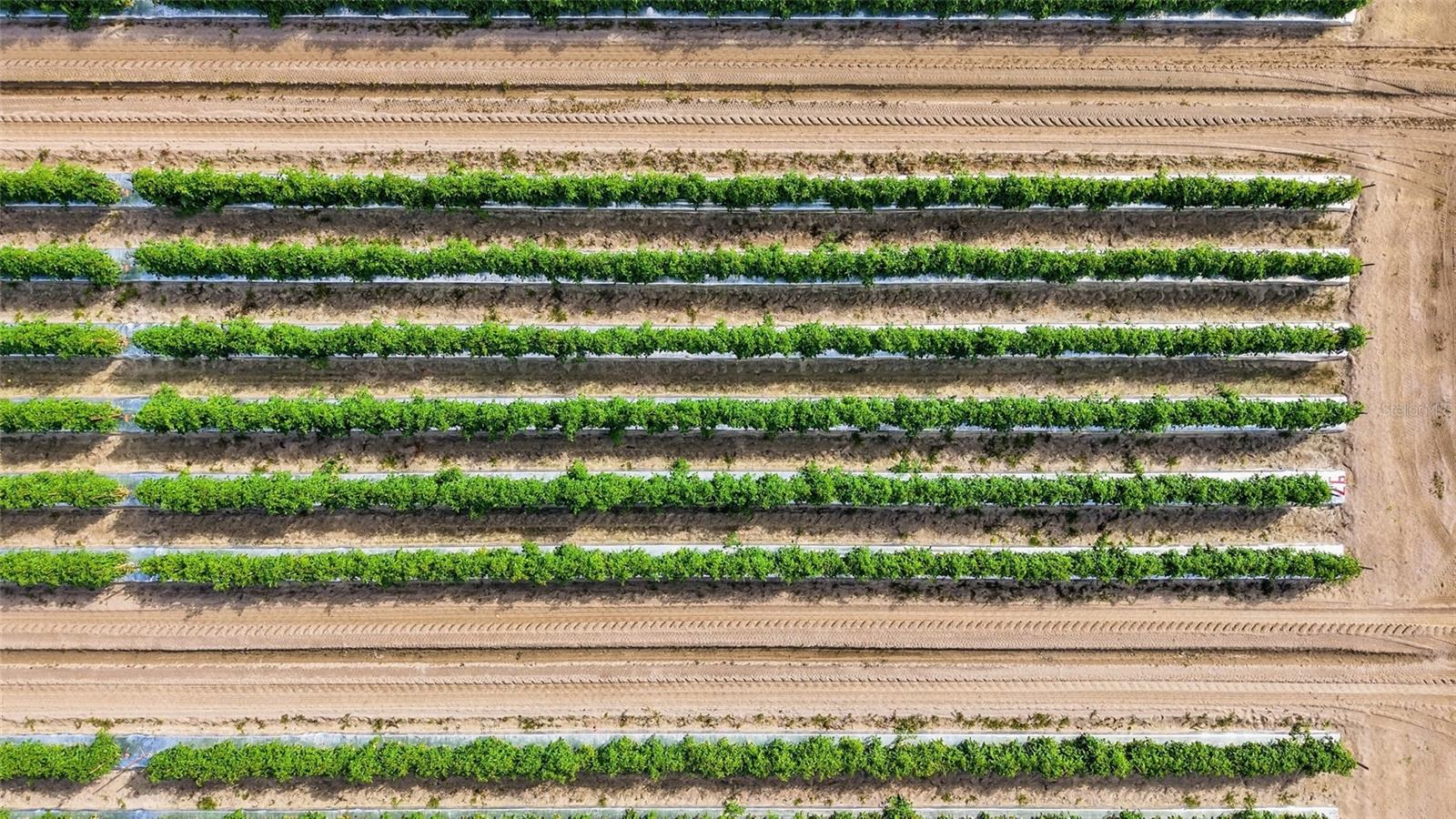 6150 PRINGLE LN, IMMOKALEE, FL, 34142