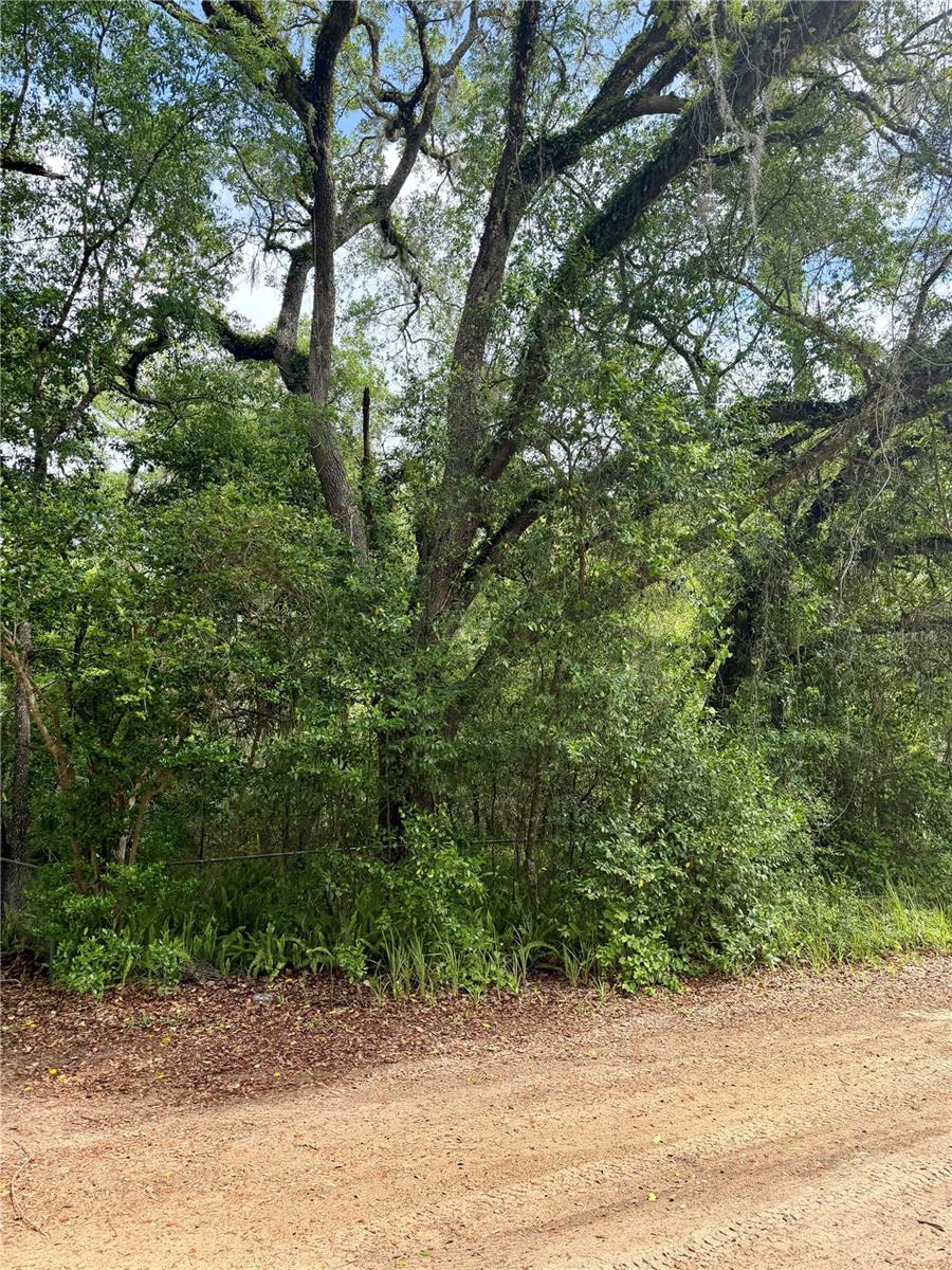 TBD NE 130 PL, SALT SPRINGS, FL, 32134