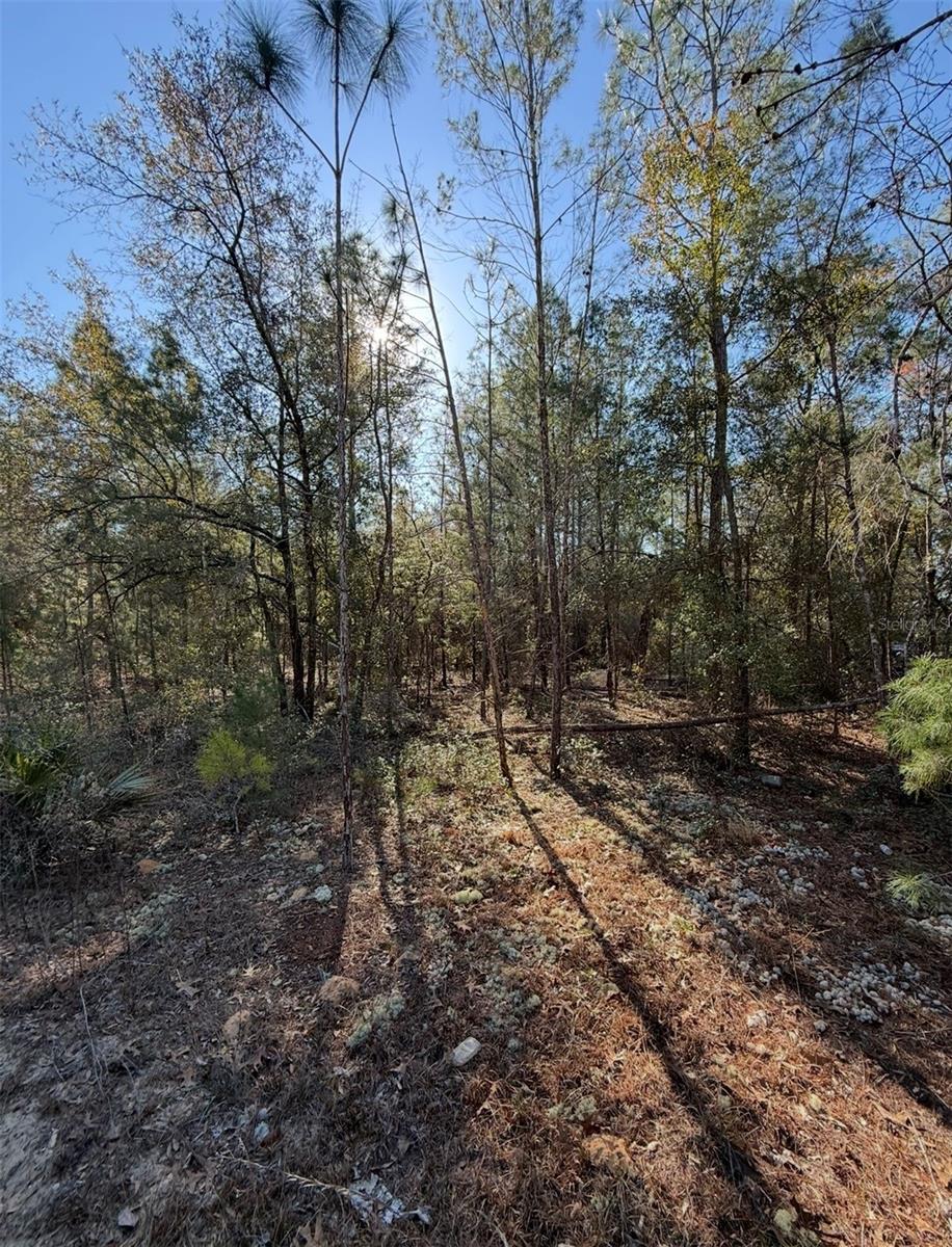 TBT 5TH WAY, INTERLACHEN, FL, 32148