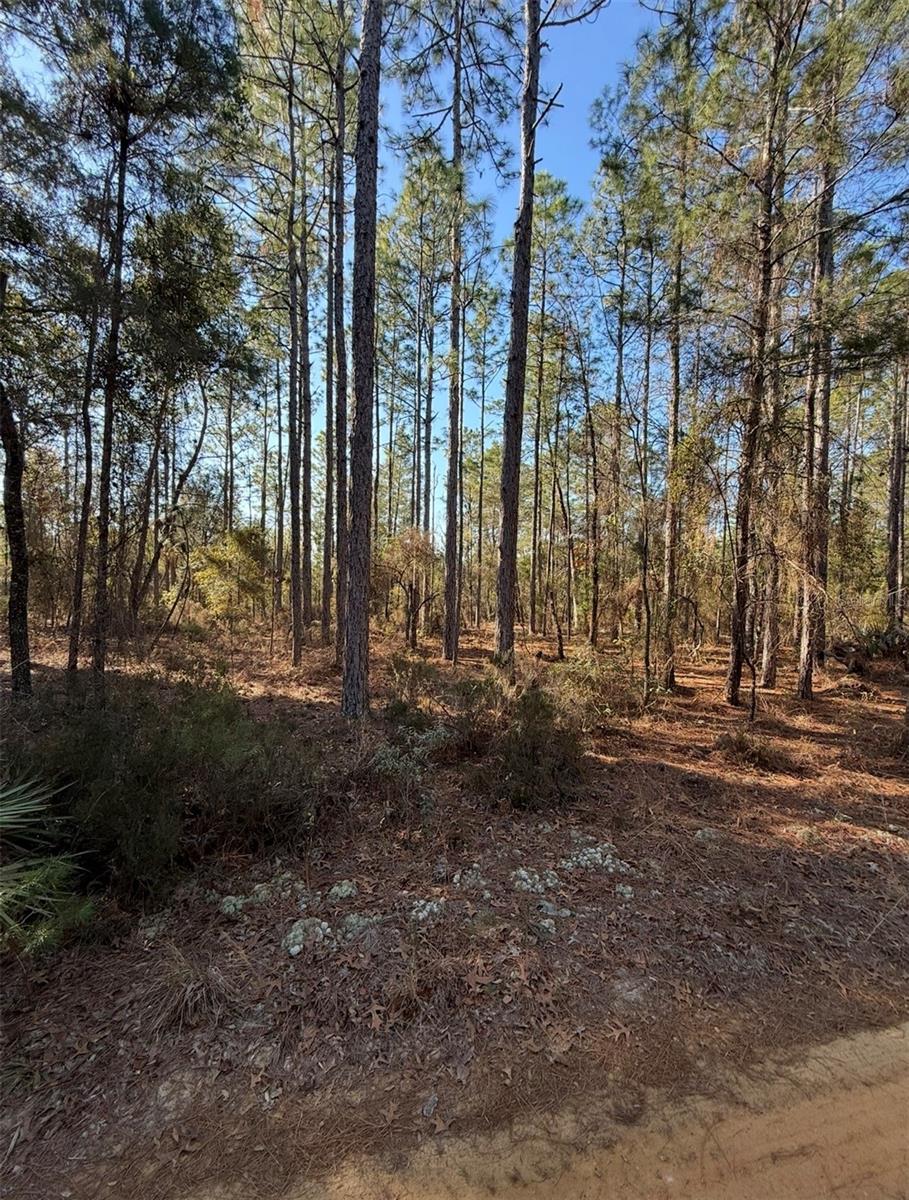 TBT 5TH WAY, INTERLACHEN, FL, 32148