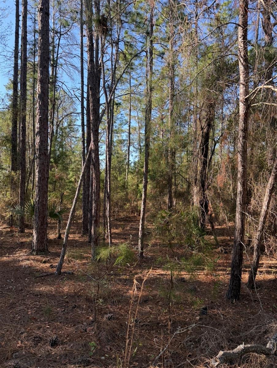 TBT 5TH WAY, INTERLACHEN, FL, 32148