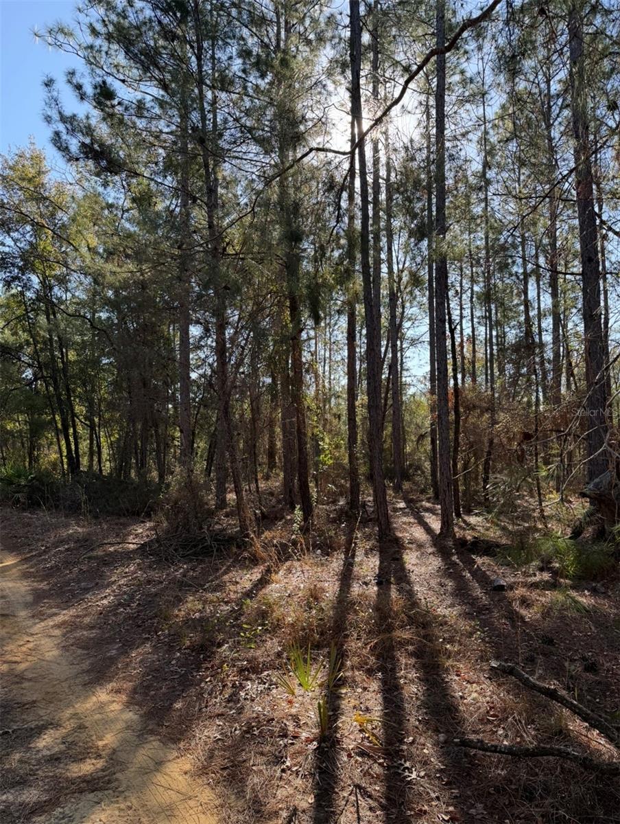 TBT 5TH WAY, INTERLACHEN, FL, 32148