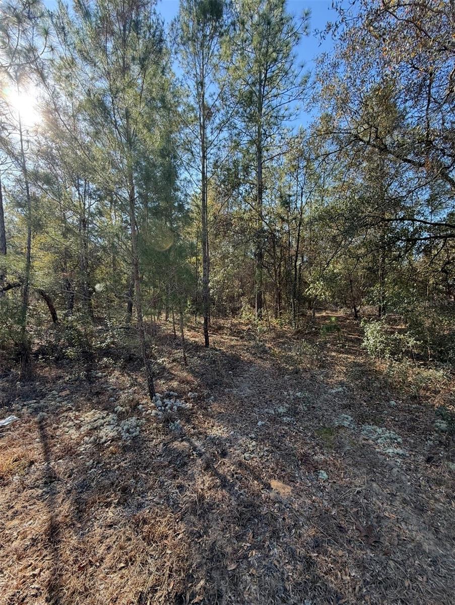 TBT 5TH WAY, INTERLACHEN, FL, 32148