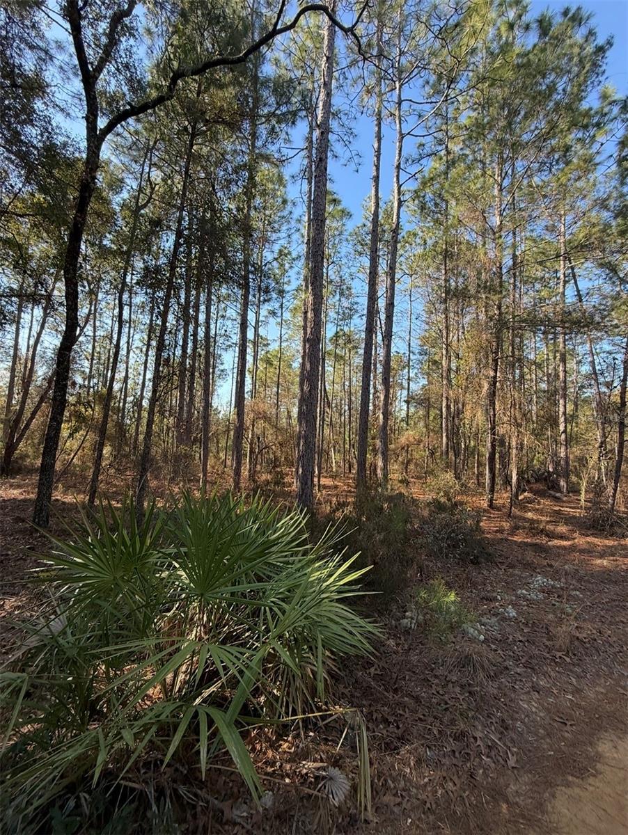 TBT 5TH WAY, INTERLACHEN, FL, 32148