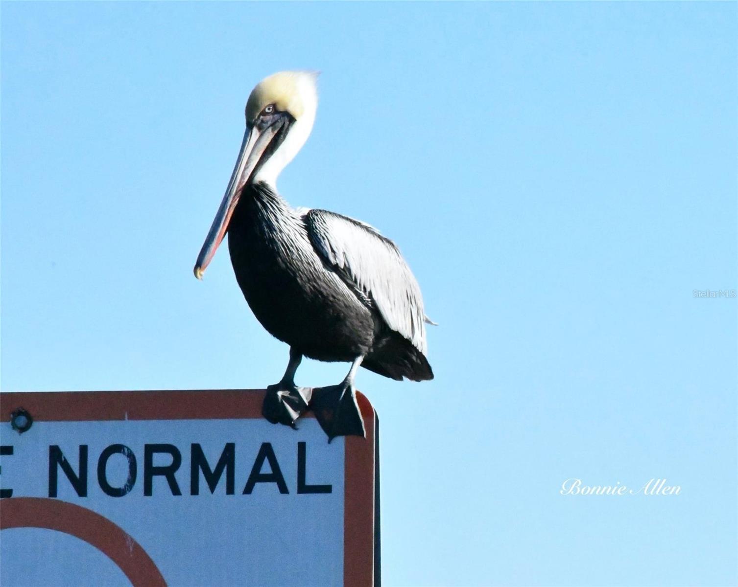 6232 TOWER DR, HUDSON, FL, 34667