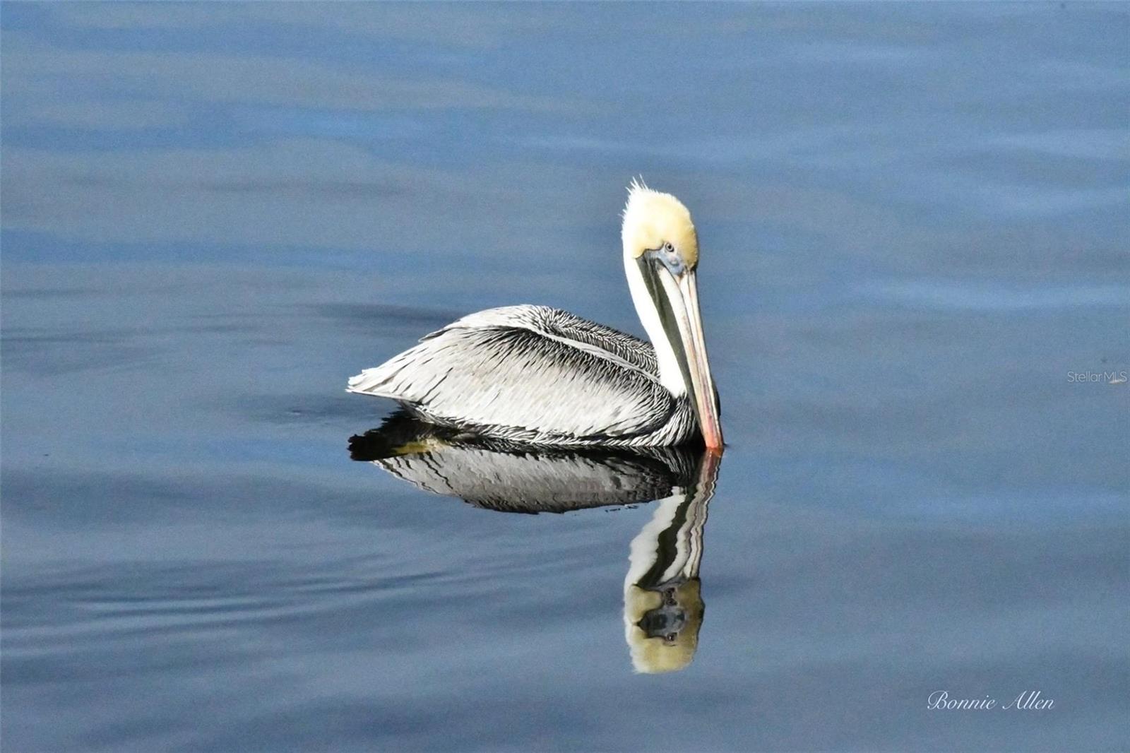 6232 TOWER DR, HUDSON, FL, 34667