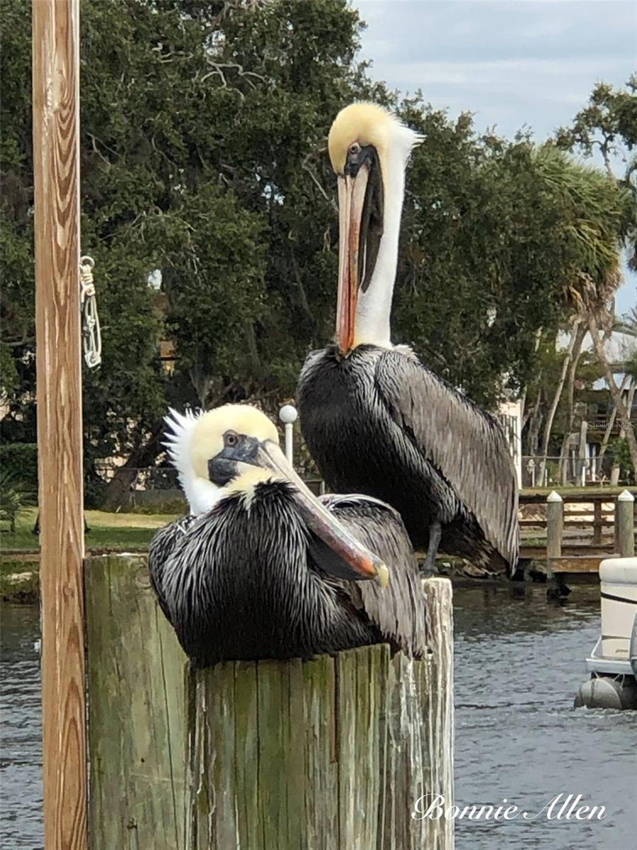 6232 TOWER DR, HUDSON, FL, 34667