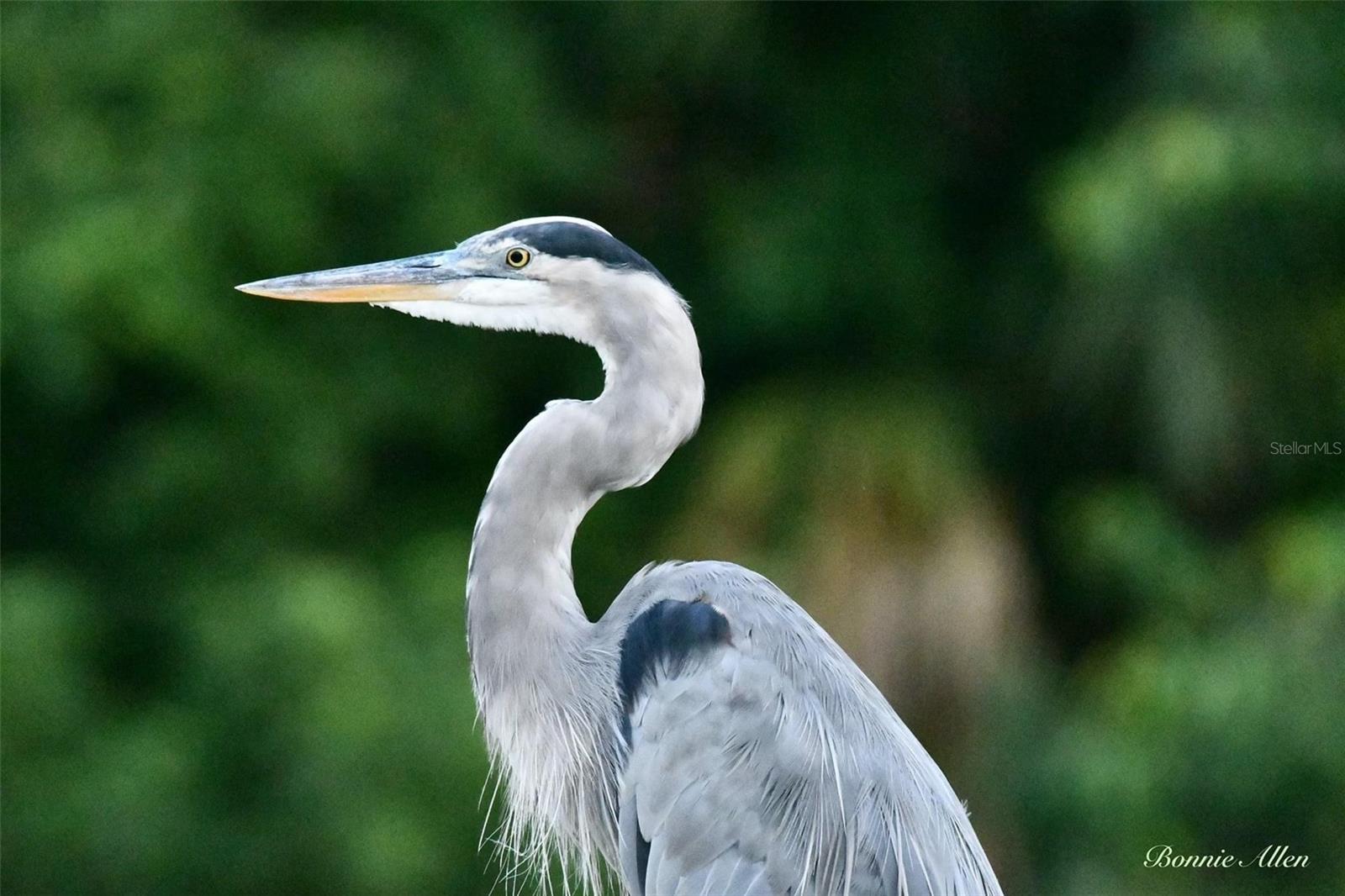 6232 TOWER DR, HUDSON, FL, 34667