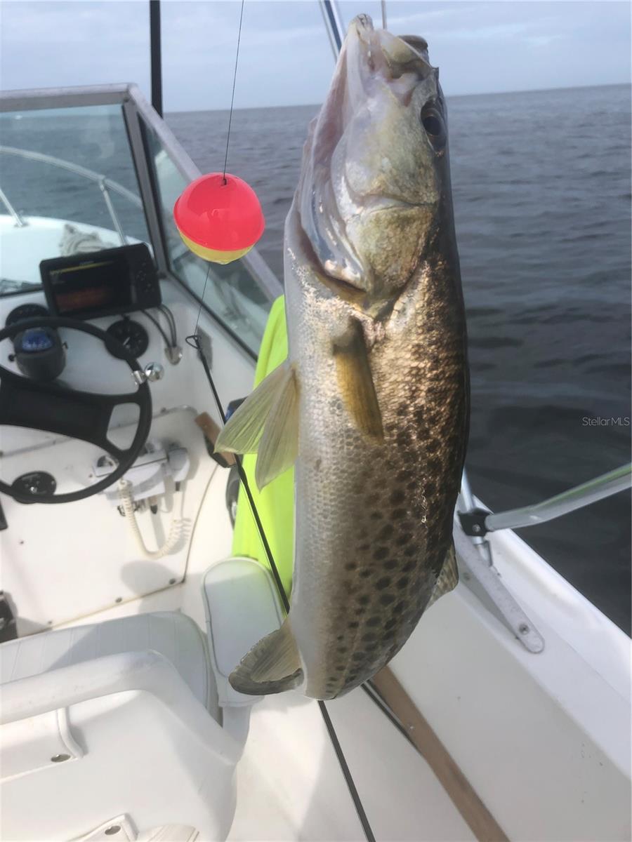 6232 TOWER DR, HUDSON, FL, 34667