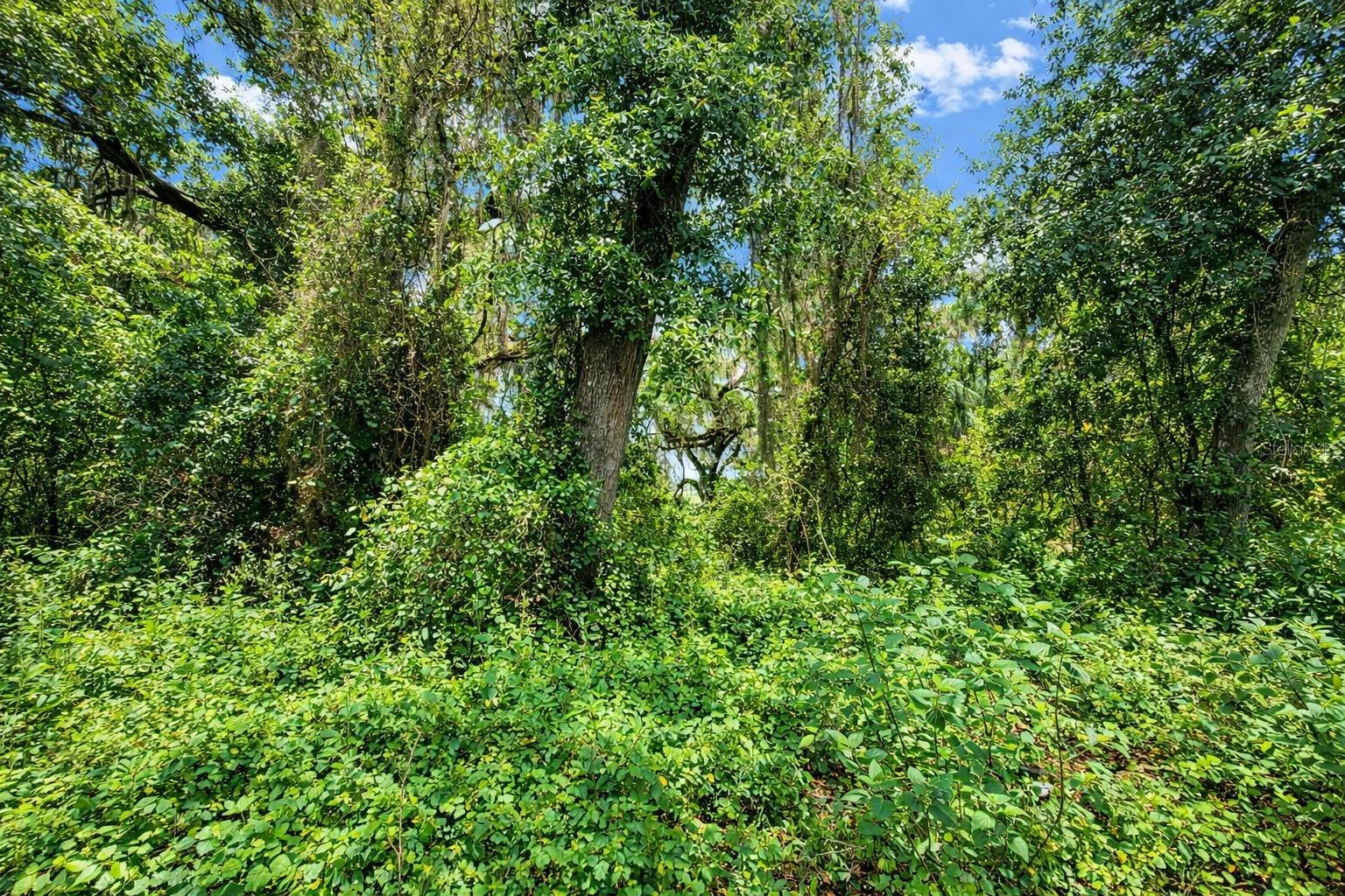 TBD NE 52ND CT, ANTHONY, FL, 32617