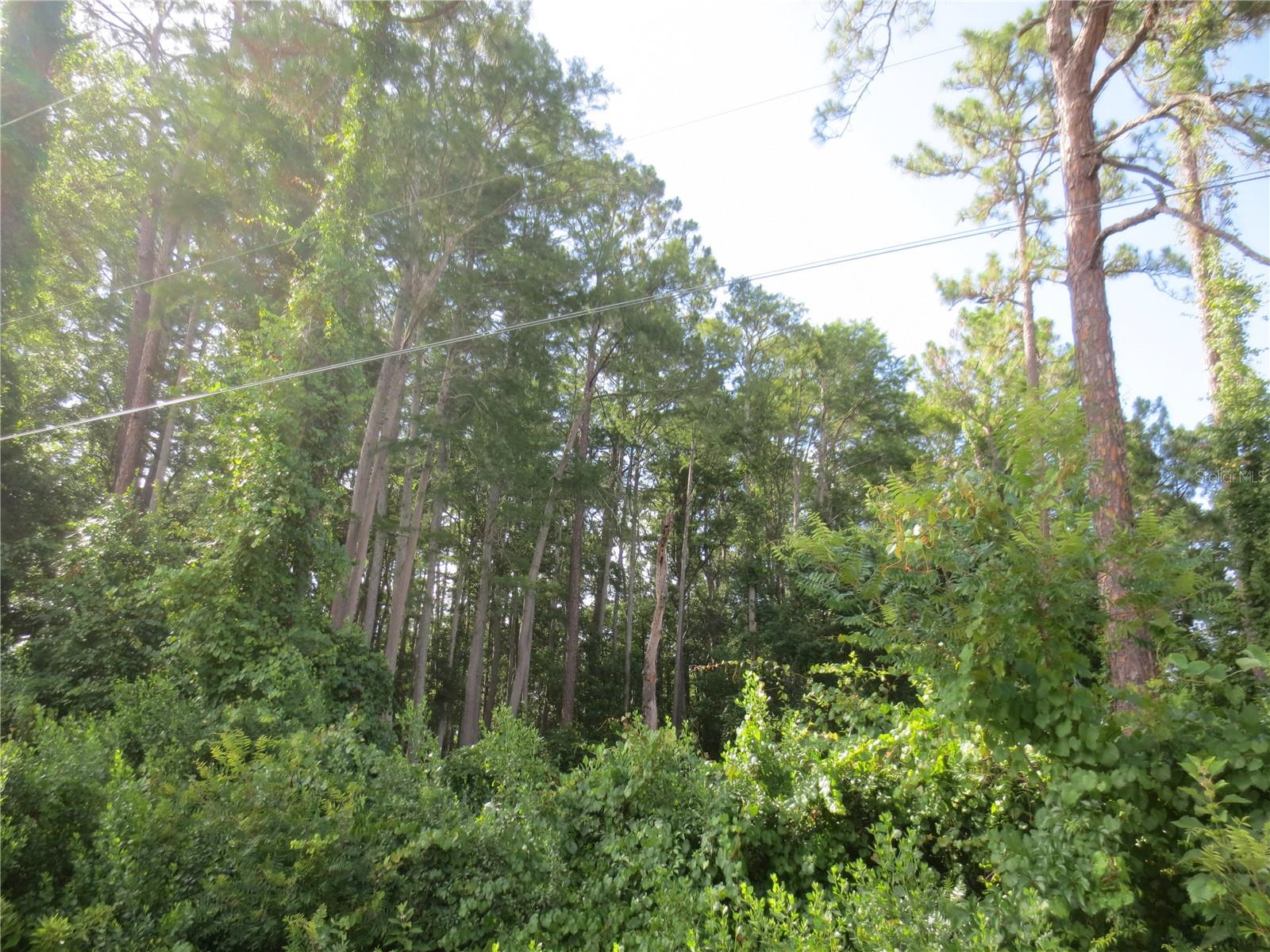 14655 NE 14TH STREET RD, SILVER SPRINGS, FL, 34488