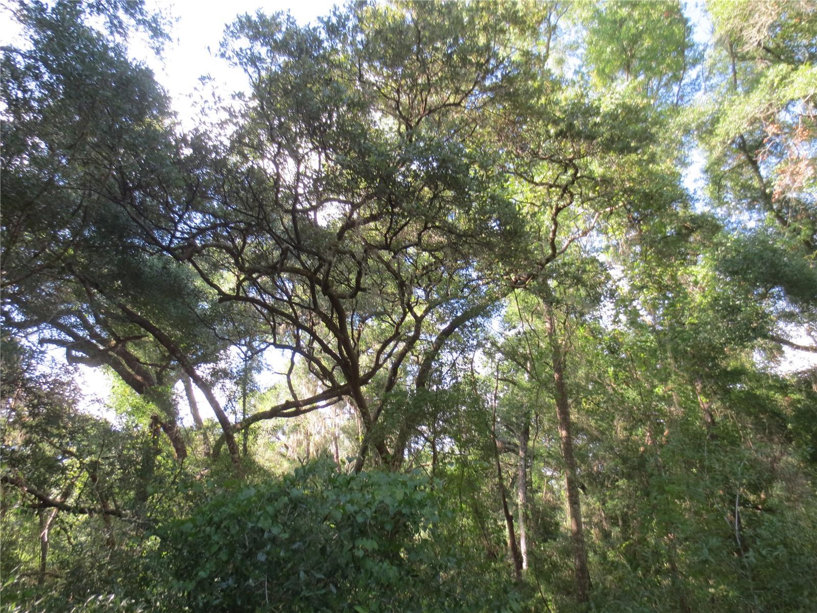 14655 NE 14TH STREET RD, SILVER SPRINGS, FL, 34488