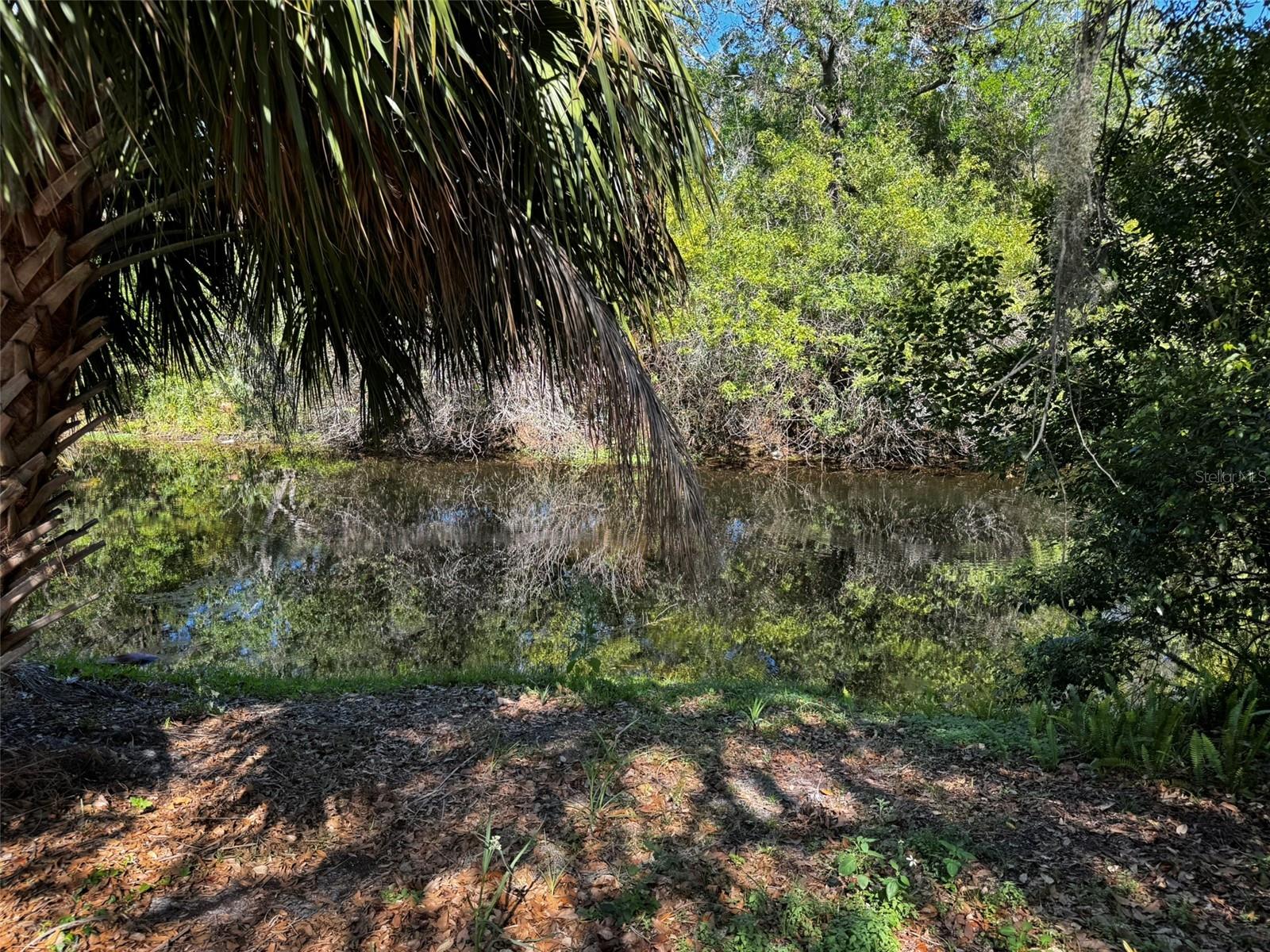 Bear Creek and green belt behind property