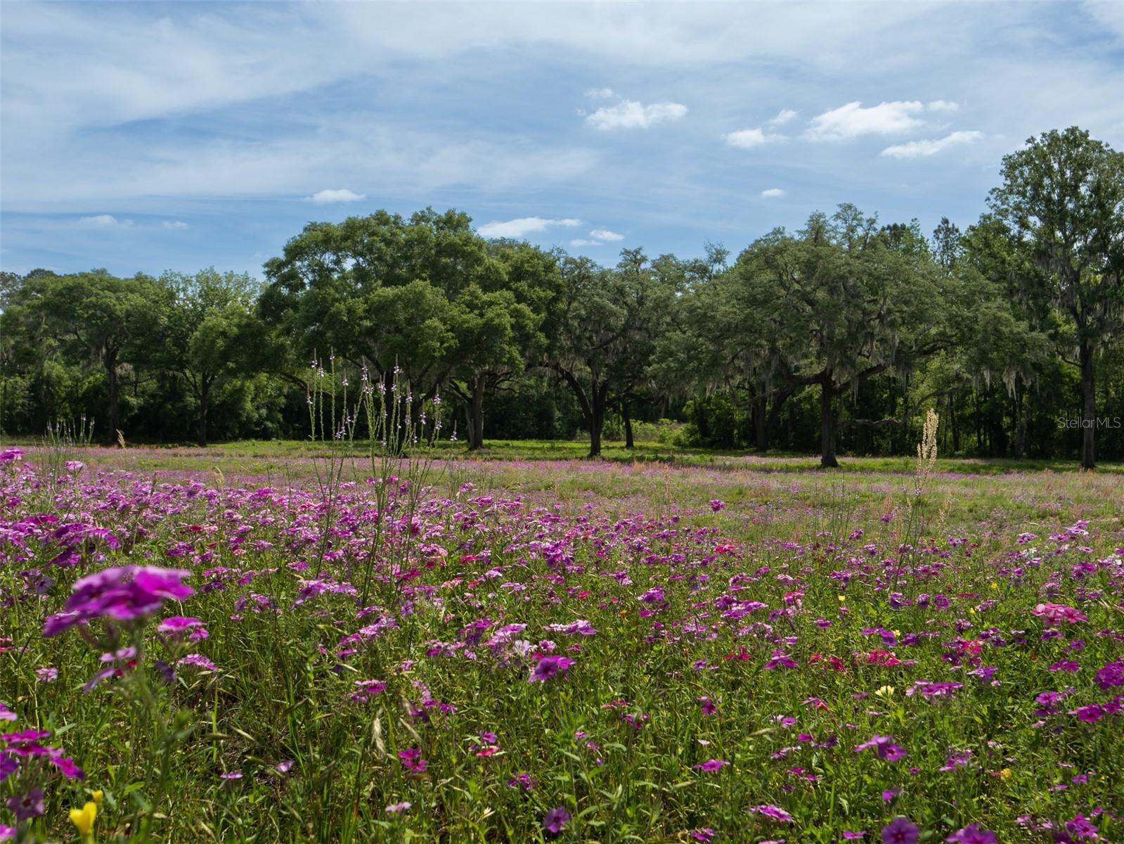 TBD SE 111TH PL, OCALA, FL, 34480