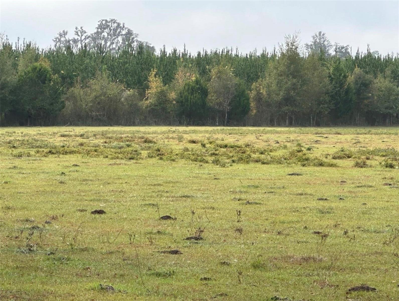 NW 160TH ST, REDDICK, FL, 32686