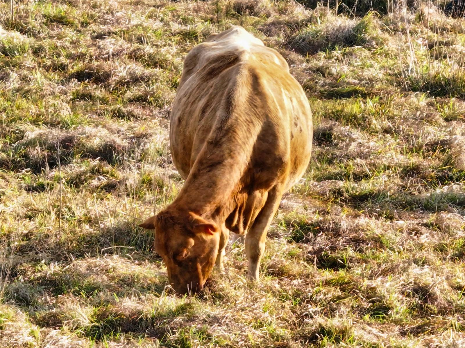 8765 DAYBREAK ST, SARASOTA, FL, 34241