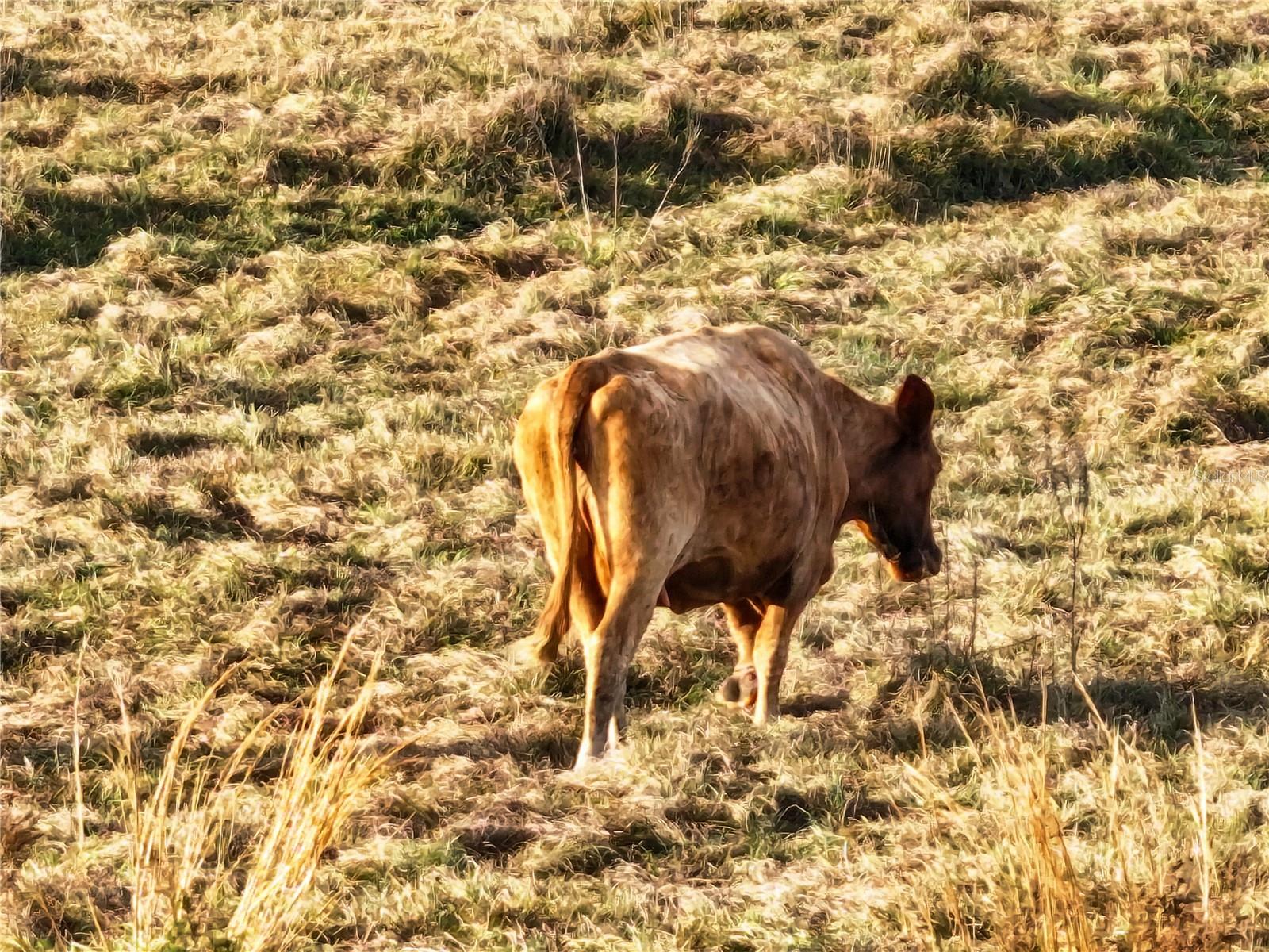 8765 DAYBREAK ST, SARASOTA, FL, 34241