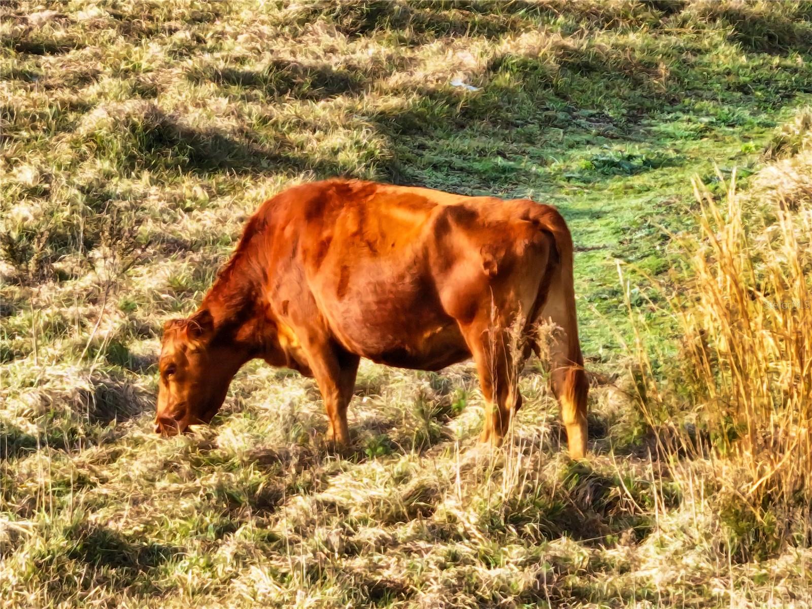 8765 DAYBREAK ST, SARASOTA, FL, 34241