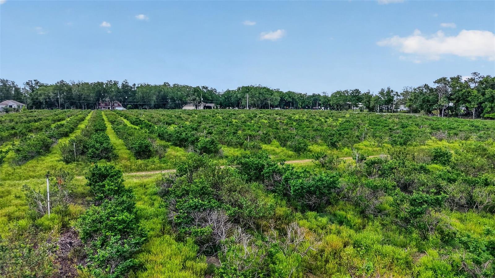 URICK ST, FRUITLAND PARK, FL, 34731