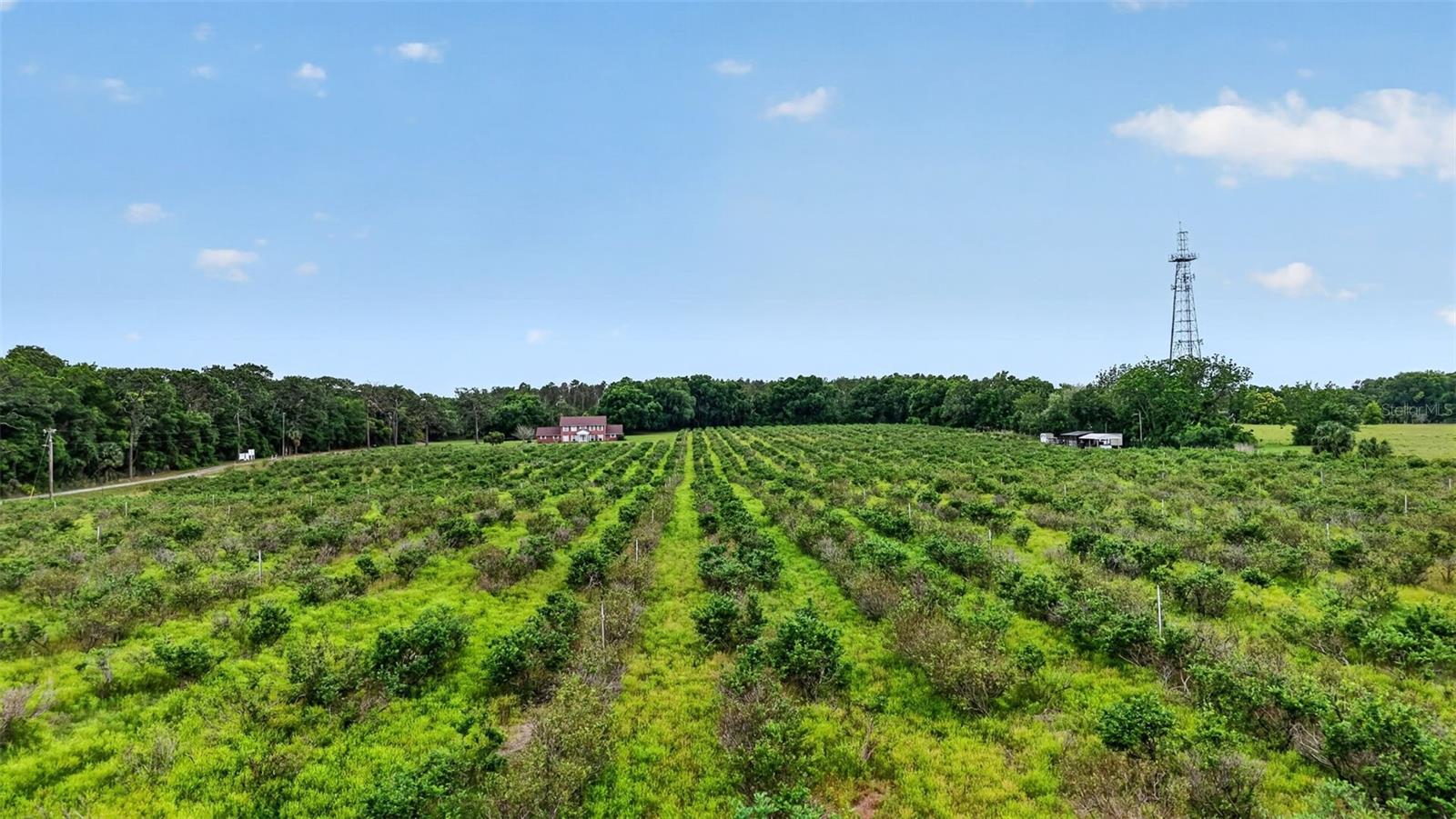 URICK ST, FRUITLAND PARK, FL, 34731