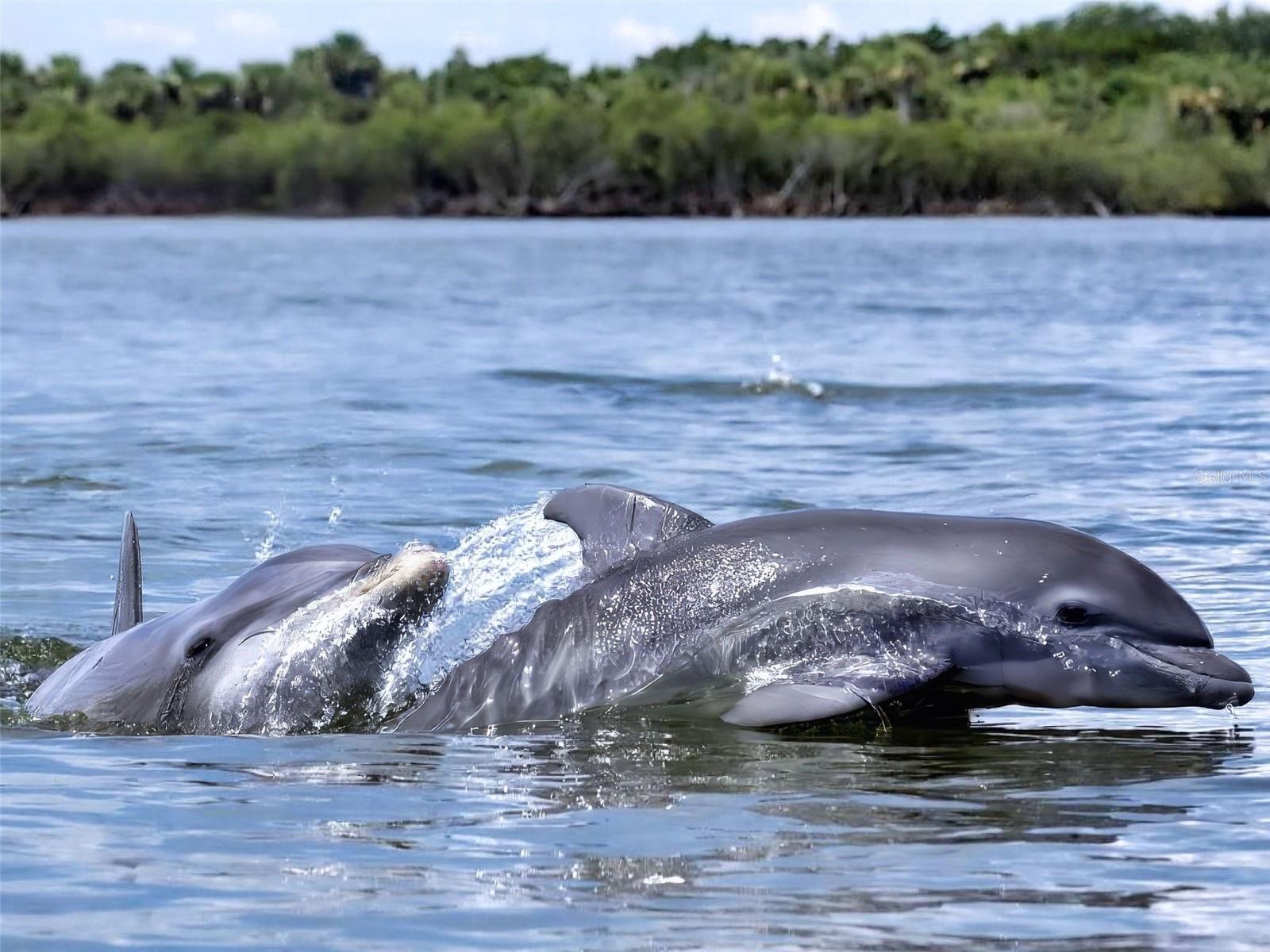 402 BOUCHELLE DR #206, NEW SMYRNA BEACH, FL, 32169