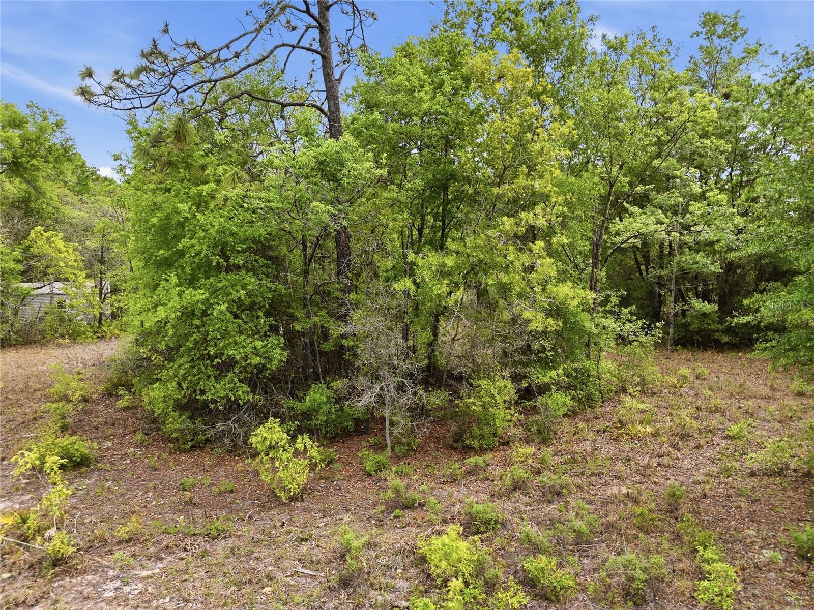 8830 NE 118TH  TER, BRONSON, FL, 32621