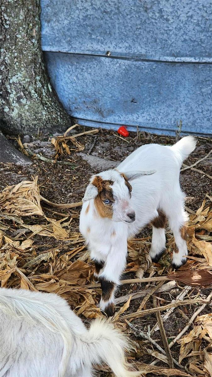 151 ELM ST, CENTER HILL, FL, 33514