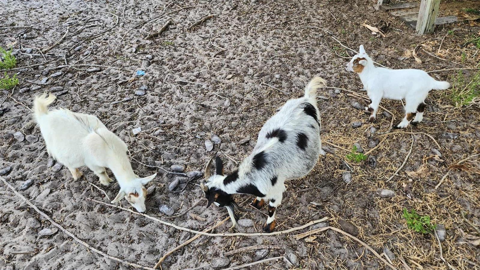 151 ELM ST, CENTER HILL, FL, 33514