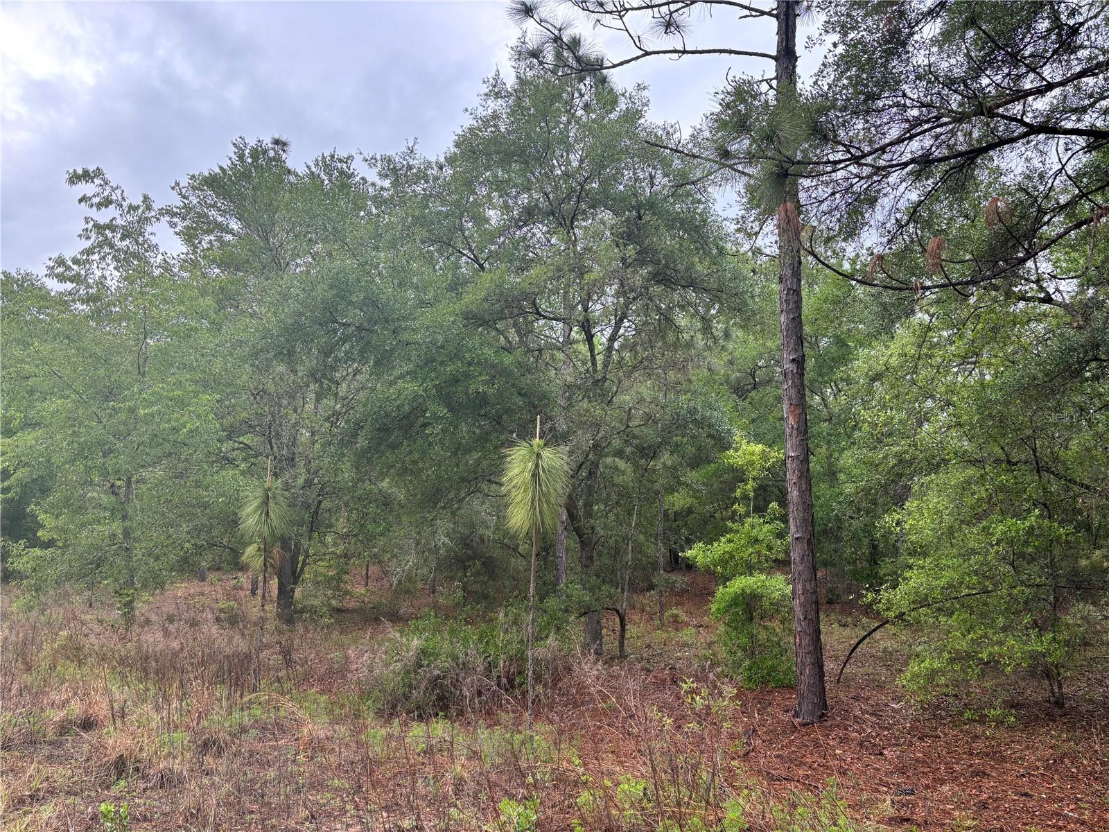 0000 SW 19TH PL, OCALA, FL, 34481