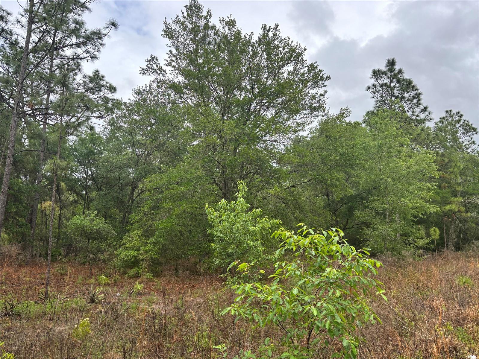 0000 SW 19TH PL, OCALA, FL, 34481