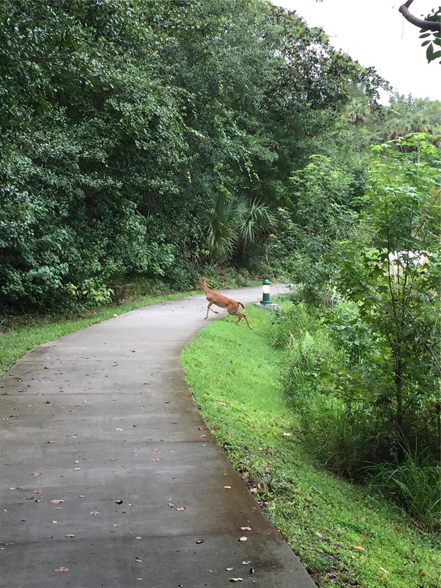 1231 WRIGHT CIR #308, KISSIMMEE, FL, 34747