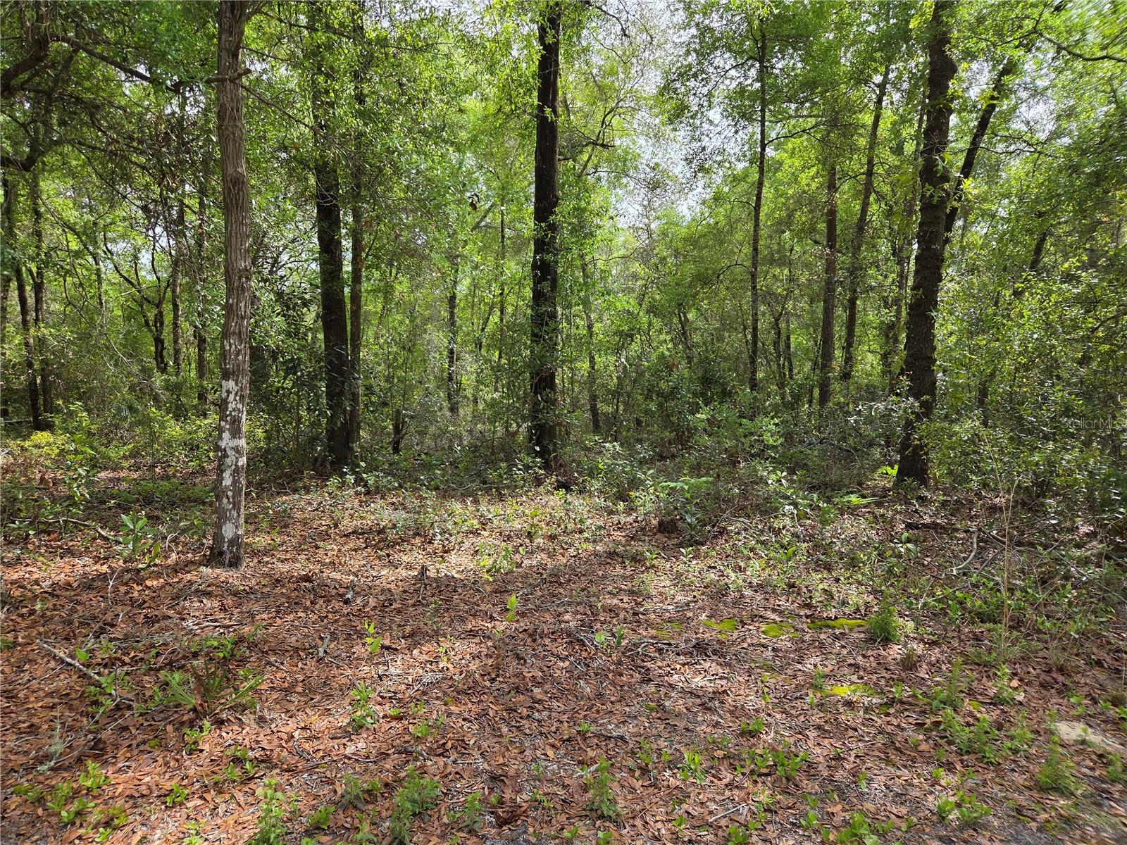 tbd NW 97TH CT, CHIEFLAND, FL, 32626