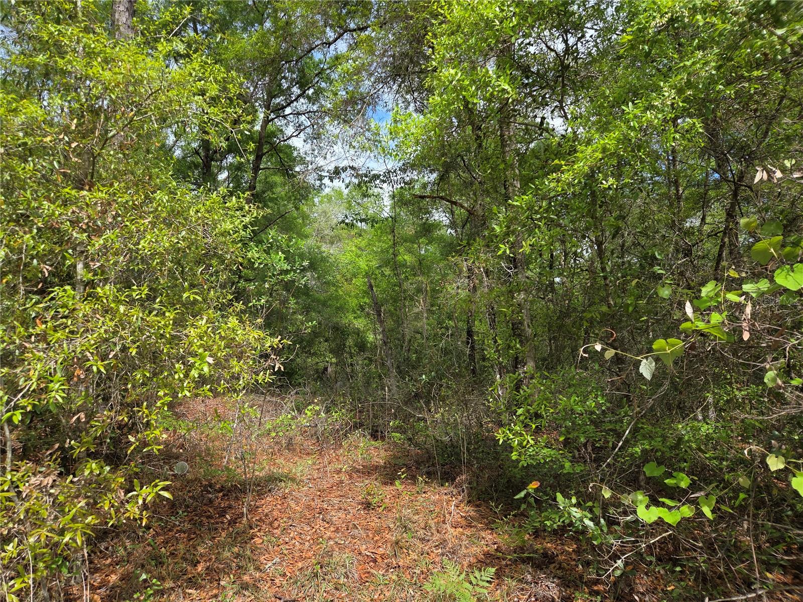 tbd NW 97TH CT, CHIEFLAND, FL, 32626