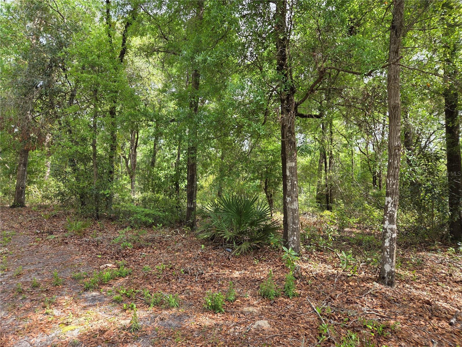 tbd NW 97TH CT, CHIEFLAND, FL, 32626