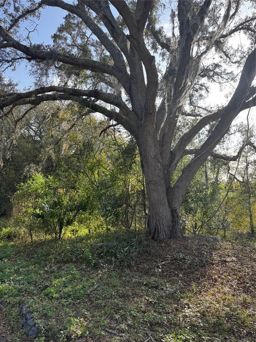 STATE ROAD 44, EUSTIS, FL, 32726