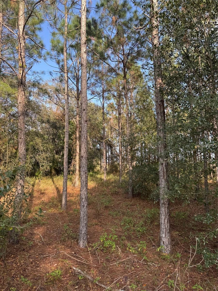 STATE ROAD 44, EUSTIS, FL, 32726