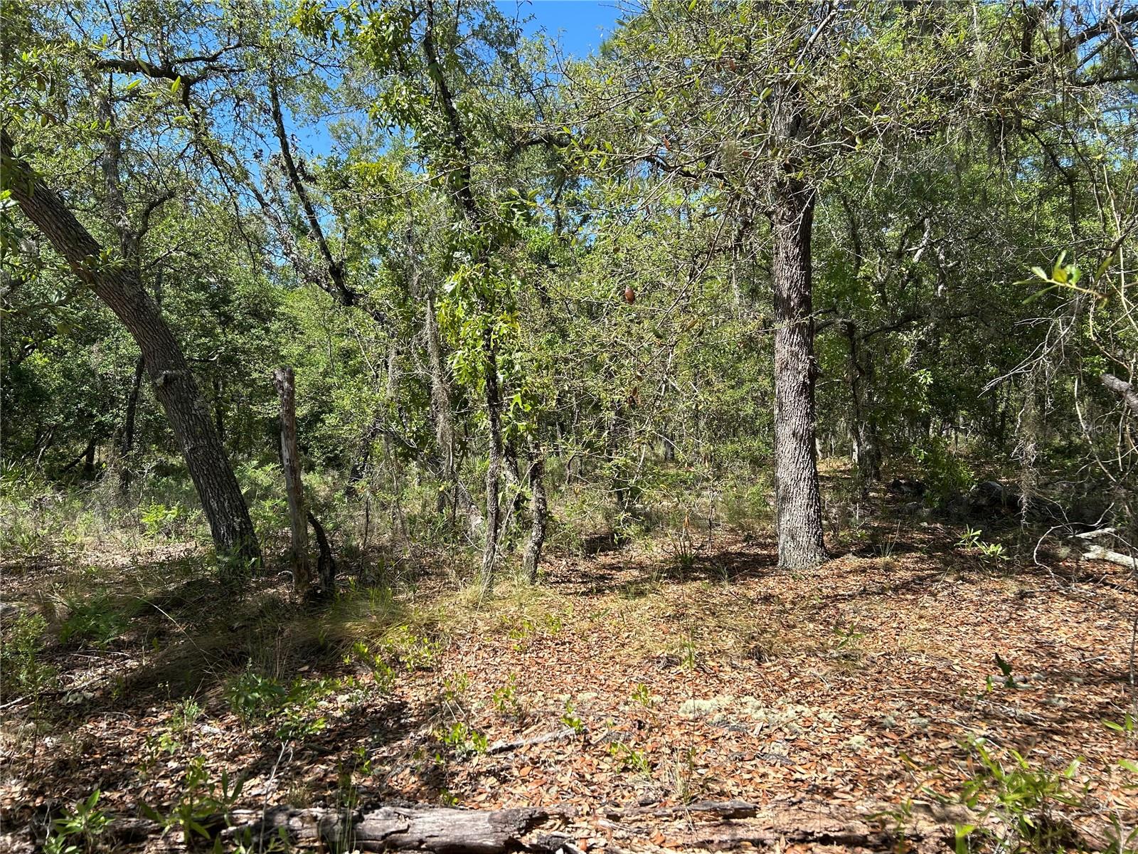 TBD SE 62ND, MORRISTON, FL, 32668