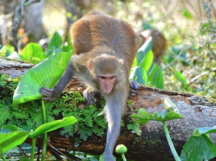 TBD SW 31ST TERRACE RD, OCALA, FL, 34473