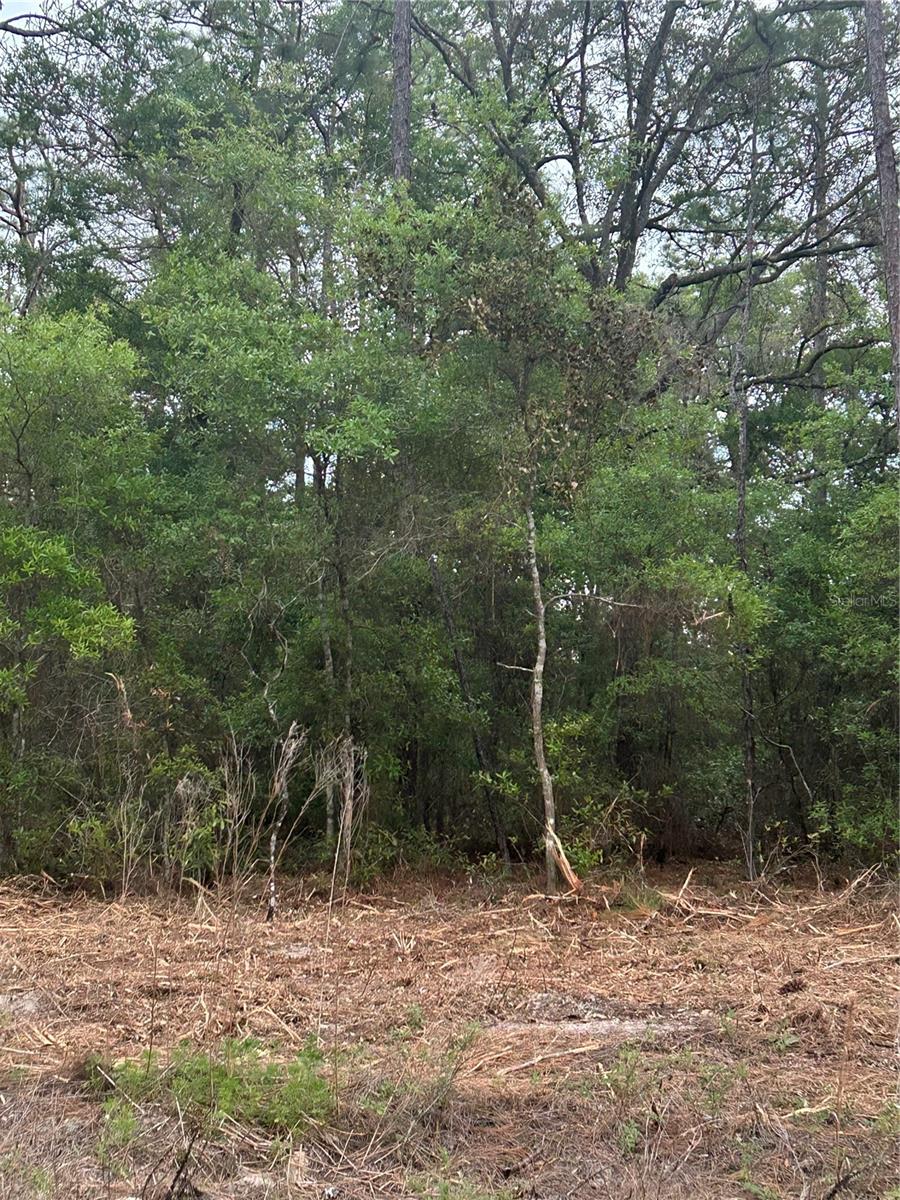 10831 N MATARO AVE, CITRUS SPRINGS, FL, 34434