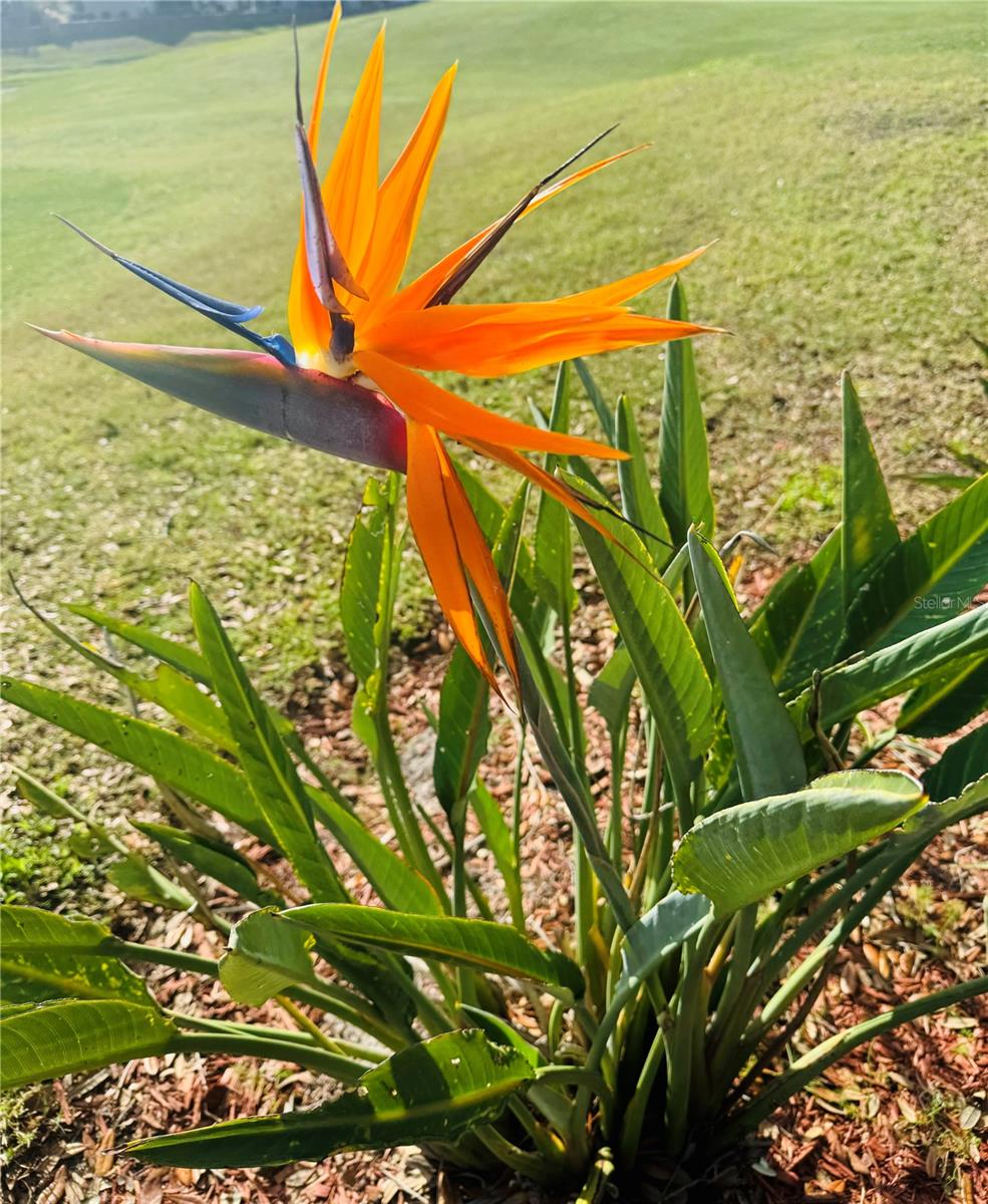 1150 DEER CREEK BLVD, DAVENPORT, FL, 33837