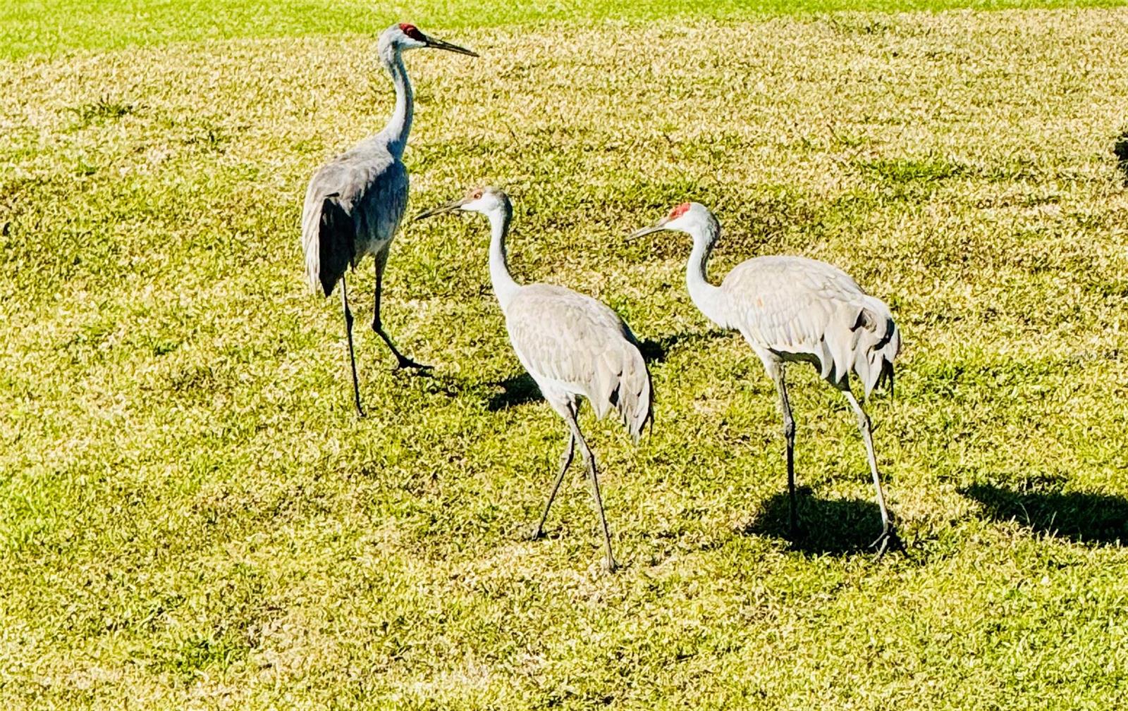 1150 DEER CREEK BLVD, DAVENPORT, FL, 33837