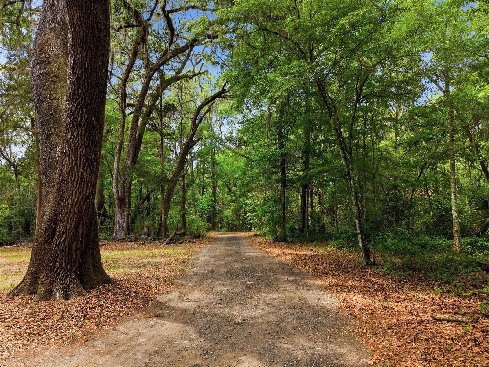 16650 NE 53RD LN, WILLISTON, FL, 32696