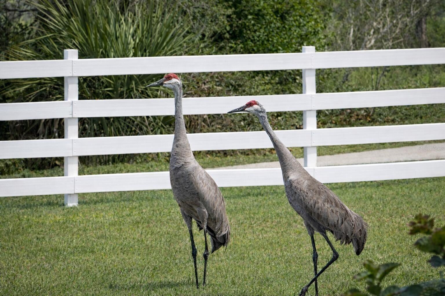 33015 SAHARA CT, SORRENTO, FL, 32776