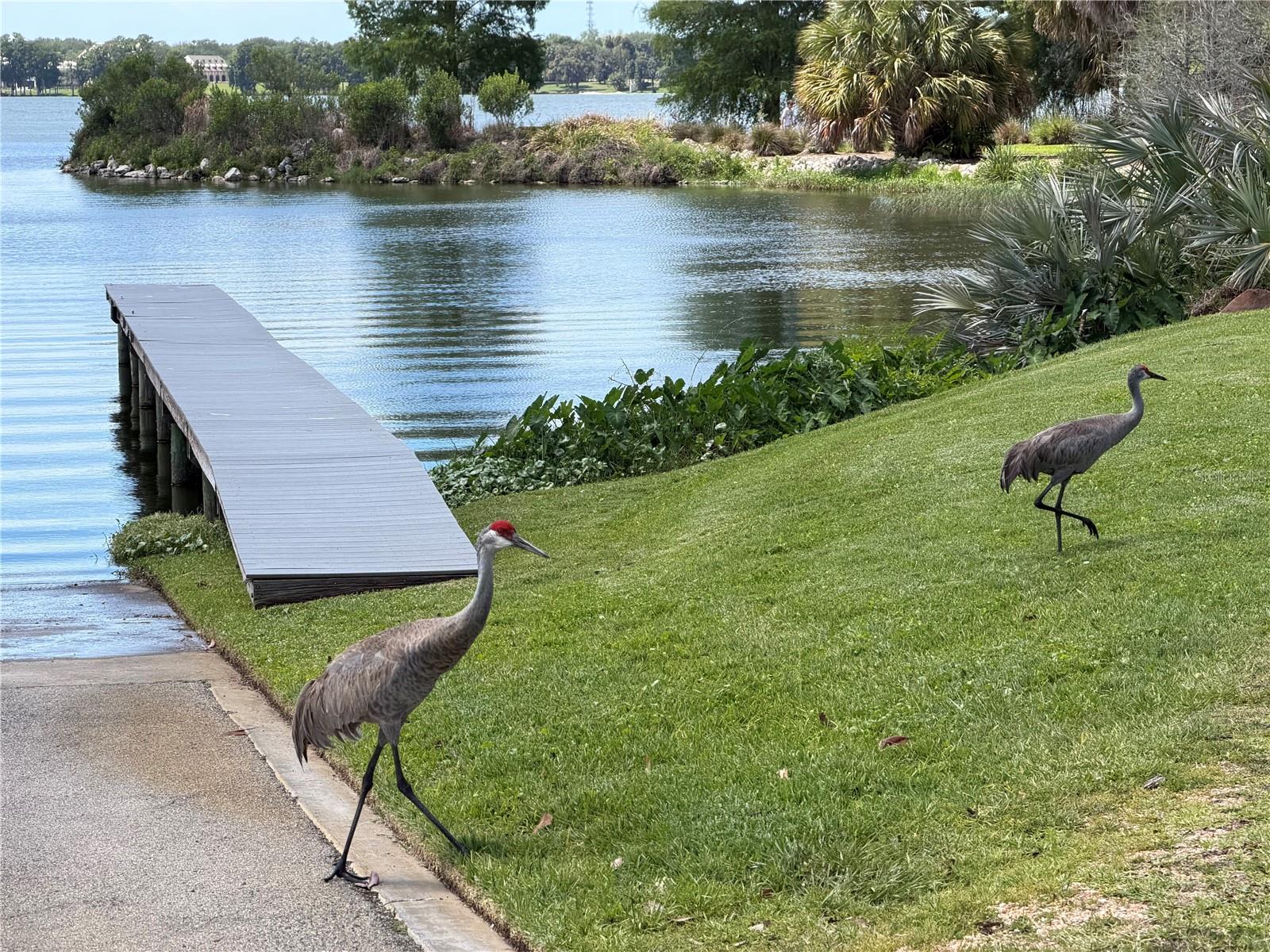 12322 STONELAKE RANCH BLVD, THONOTOSASSA, FL, 33592