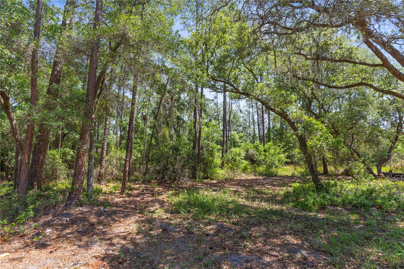 9121 FLORIDA BOYS RANCH RD, CLERMONT, FL, 34711