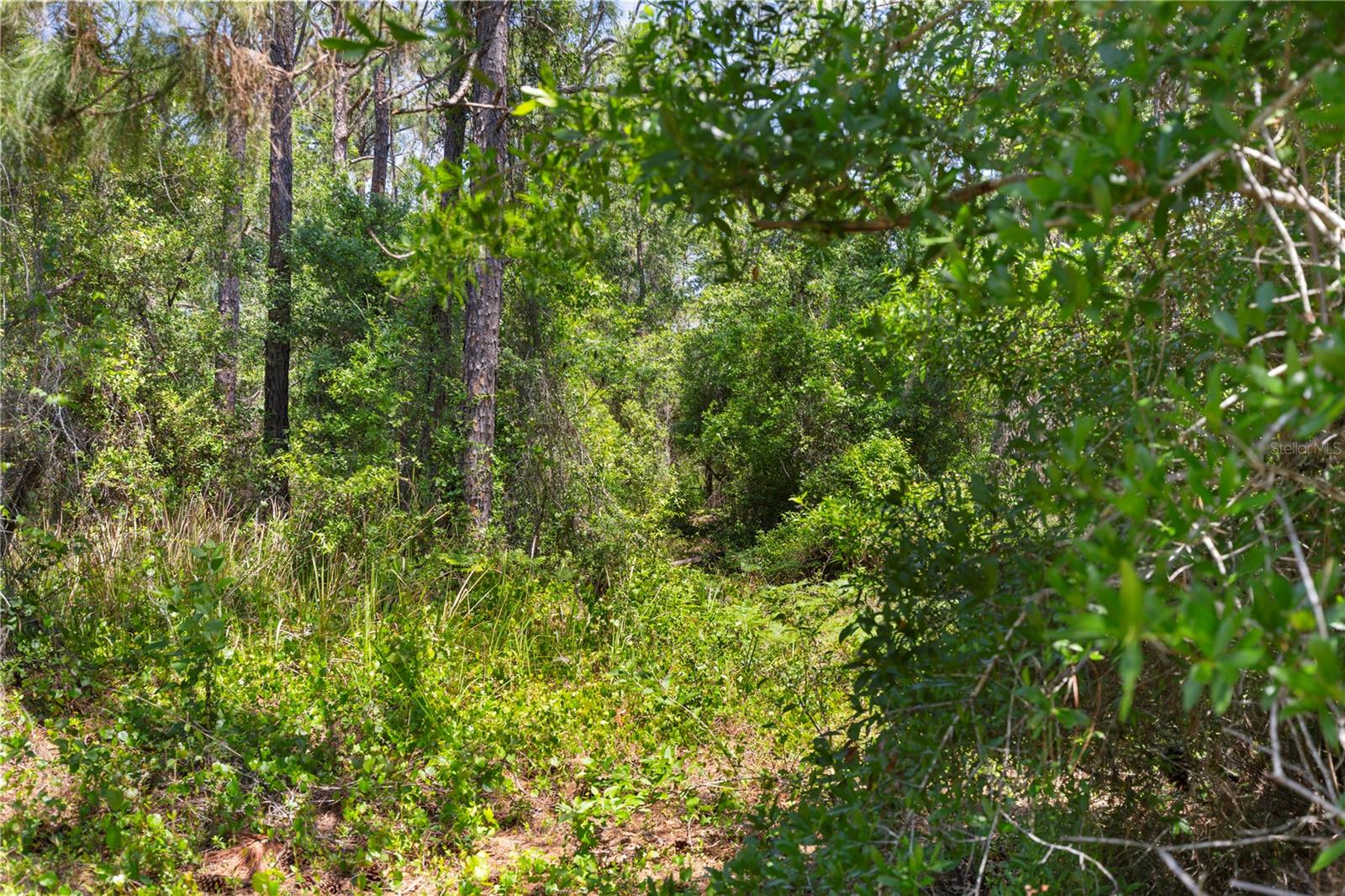 9121 FLORIDA BOYS RANCH RD, CLERMONT, FL, 34711