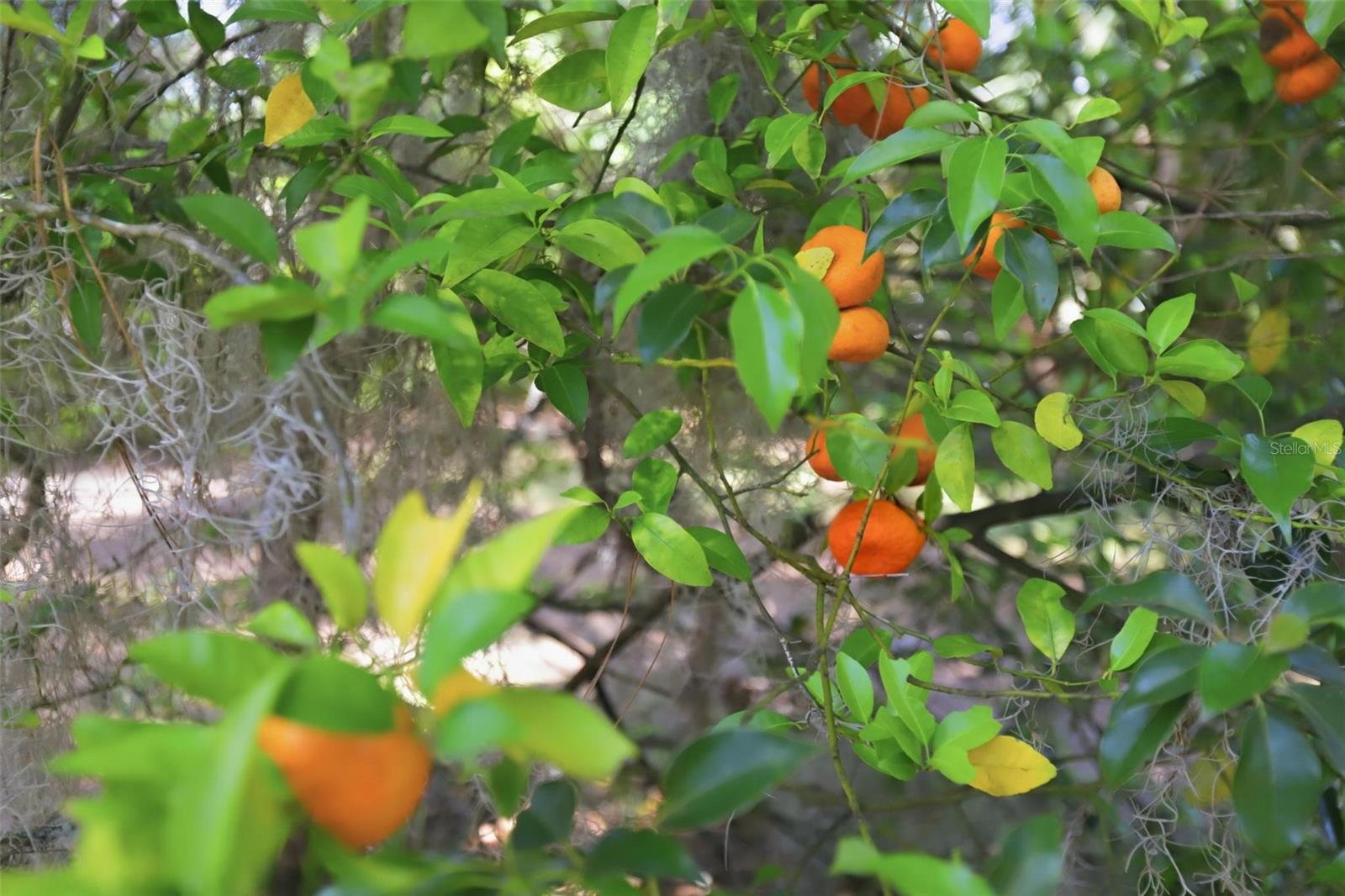 1433 S RIDGEWOOD AVE, DELAND, FL, 32720