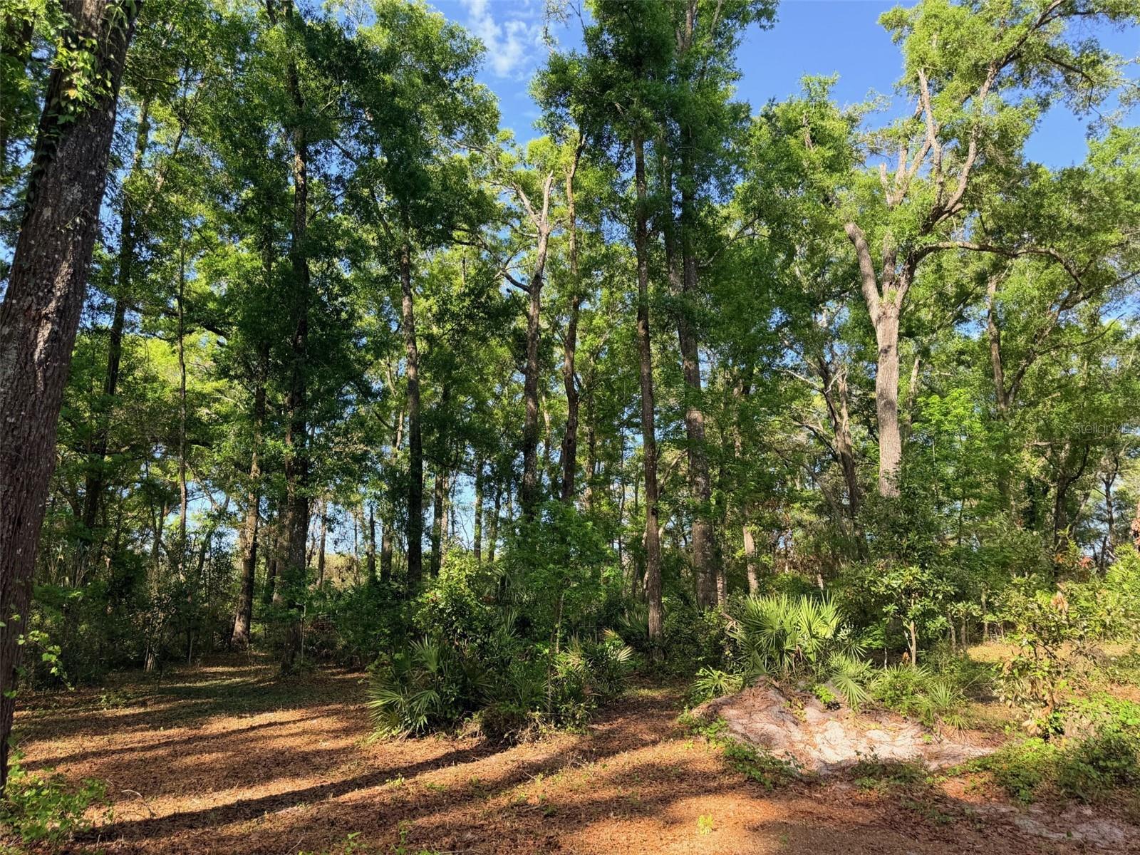 14790 NW 72ND CT, CHIEFLAND, FL, 32626